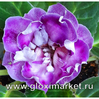 Глоксиния ЕН-Голубка ( клубень 1,5 см )	